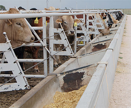 Feedlot Cattle